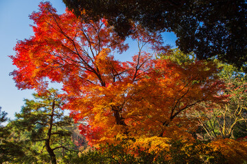 日本の風景・秋　東京都文京区　紅葉の六義園