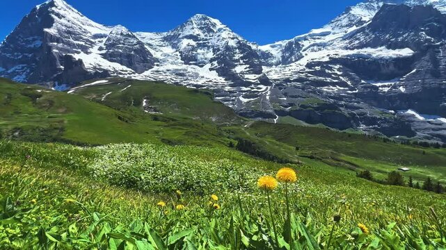 Mount Eiger Over Spring Meadow Fields In The Bernese Oberland Of Switzerland. Static Shot