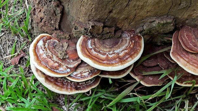 Group of mushrooms live on rotten wood in the forest.