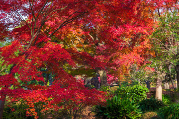 日本の風景・秋　東京都文京区　紅葉の六義園