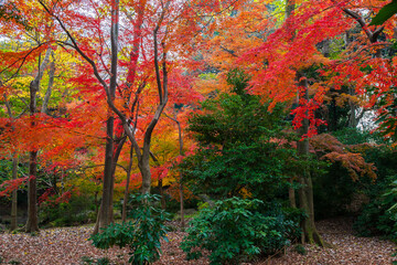 日本の風景・秋　東京都文京区　紅葉の六義園