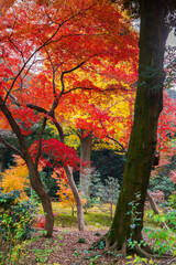 日本の風景・秋　東京都文京区　紅葉の六義園