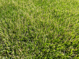 メンテナンス不足のリール式芝刈り機で刈った芝生