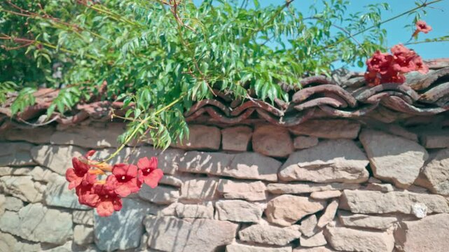Orange red summertime flowers creep over rustic stone garden wall