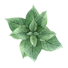 A bunch of green leaves of aromatic and fragrant mint. Watercolor illustration is hand-drawn on an isolated background. Suitable for design and packaging of tea and medicine, menu design, postcards