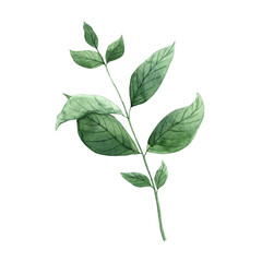 Obraz premium Green branch with leaves of aromatic mint. Watercolor illustration is hand-drawn on isolated background. Suitable for design and packaging of tea and medicine, menu design, postcards, banners, fabric