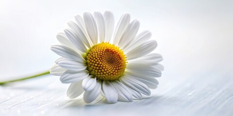 A close up detailed shot of a delicate daisy blossom isolated on a white background with a soft Depth of Field, serenity, simplicity, peace, petal, soft, tranquility, nature, isolated