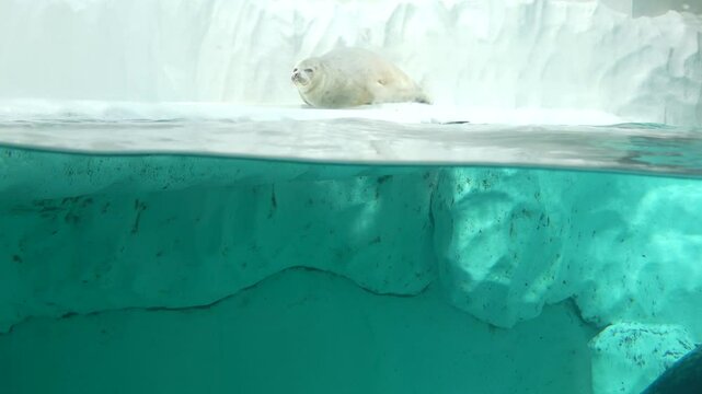 The Ringed seal, Pusa hispida, relaxing on the icy land with the others swimming underwater. 4K
