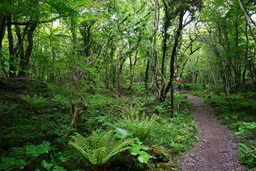 refreshing spring forest with path