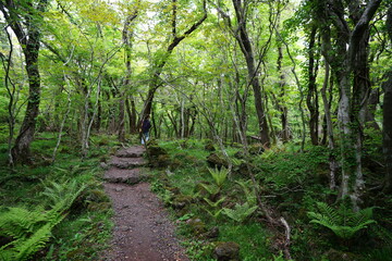 refreshing spring forest with path