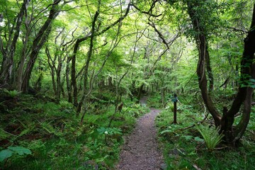 fine spring path in the gleaming sunlight