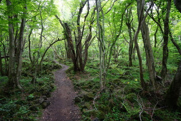 refreshing spring forest with path