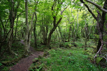 Obraz premium refreshing spring forest with path