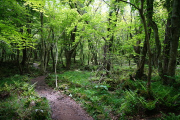 fine spring path in the gleaming sunlight