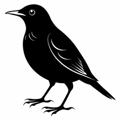 Starling Black silhouette
