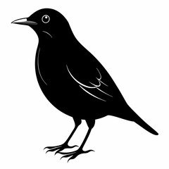 Starling Black silhouette