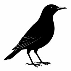 Starling Black silhouette