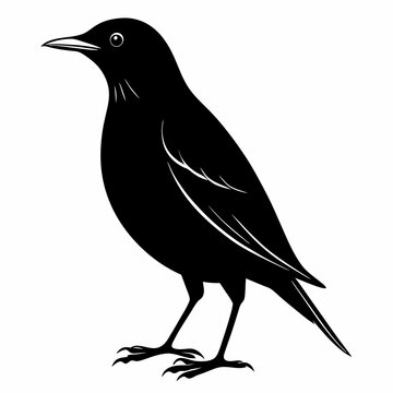 recommend clip art: Starling Black silhouette