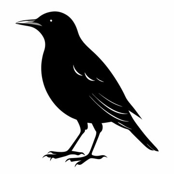 recommend clip art: Starling Black silhouette