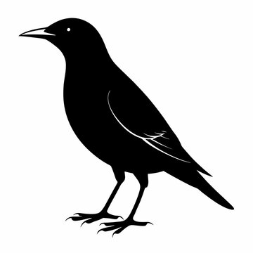 recommend clip art: Starling Black silhouette