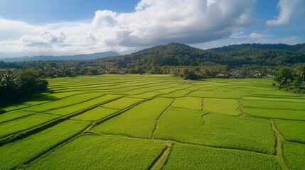 Fototapeta premium A beautiful rice field viewed from the Wat Phuket viewpoint in Thailand.