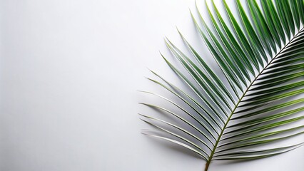 Abstract white and black coconut leaf on white background, coconut leaf, peaceful, abstract, clean, monochrome, black, minimalistic, balanced, minimalism, flora, elegant, harmony, organic
