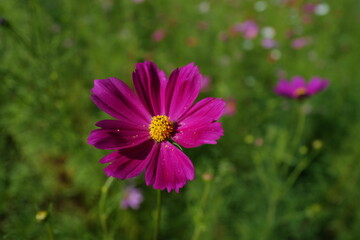 pink cosmos flower