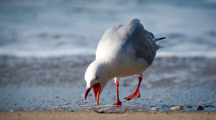 Red Billed Gull on beach isolated against out of focus background