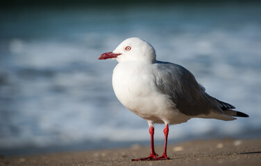 Red Billed Gull on beach isolated against out of focus background