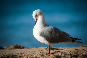 seagull preening itself on the beach
