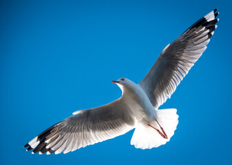 Red Billed Gull in flight at beach
