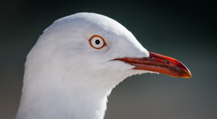 Red Billed Gull on beach isolated against out of focus background