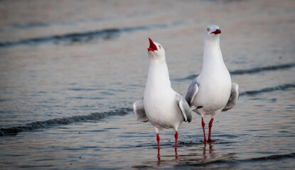 Red Billed Gull on beach isolated against out of focus background