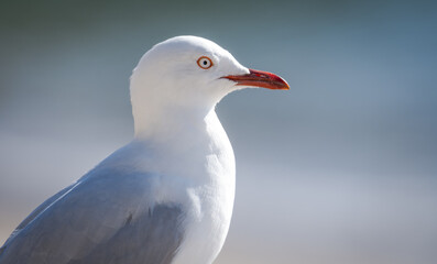 Red Billed Gull on beach isolated against out of focus background