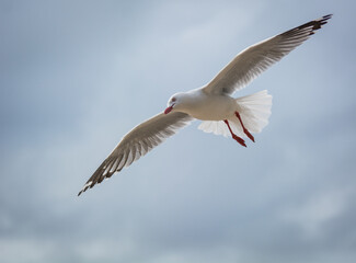 Red Billed Gull in flight at beach