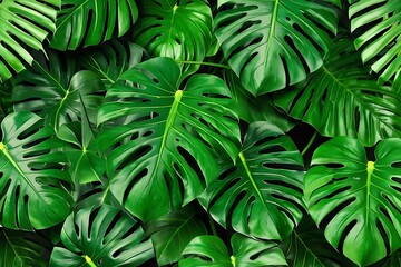 Tropical Monstera green leaves background