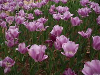 Field of Light Purple Tulips 