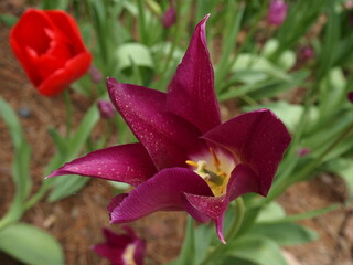 Close--Bright Red-Purple Lily in The Garden 