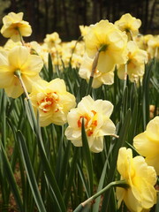 Obraz premium Yellow Pretty Daffodils in The Spring Garden