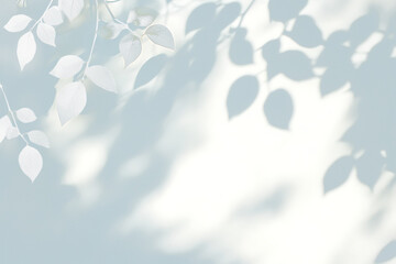 Abstract transparent Tree Leaves Shadow on White Wall
