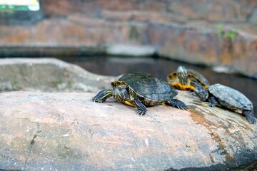 Red Eared Slider swimming in pond