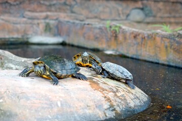 Red Eared Slider swimming in pond