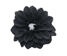black flower