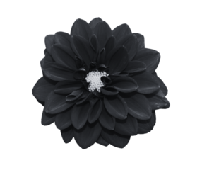 black flower