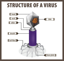 Structure of a Virus