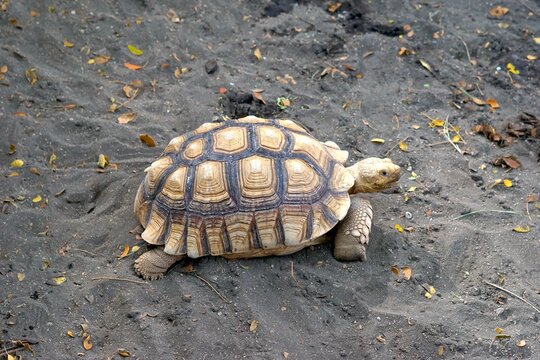 Big Sulcata Tortoise