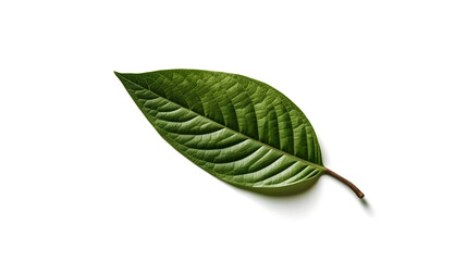 Obraz premium flower isolated floral nature plant spring leaf background summer generative Ai.