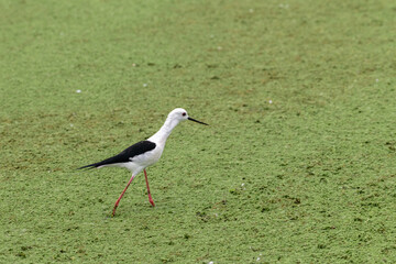 Graceful Black-winged stilt