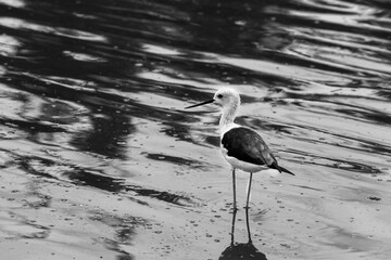 Graceful Black-winged stilt