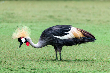 Colorful grey crowned crane